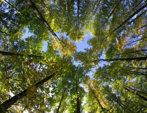 Un engagement pour l’environnement